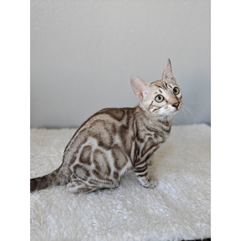 Bengal NOV Helen