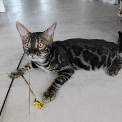 Bengal NOV Hugo