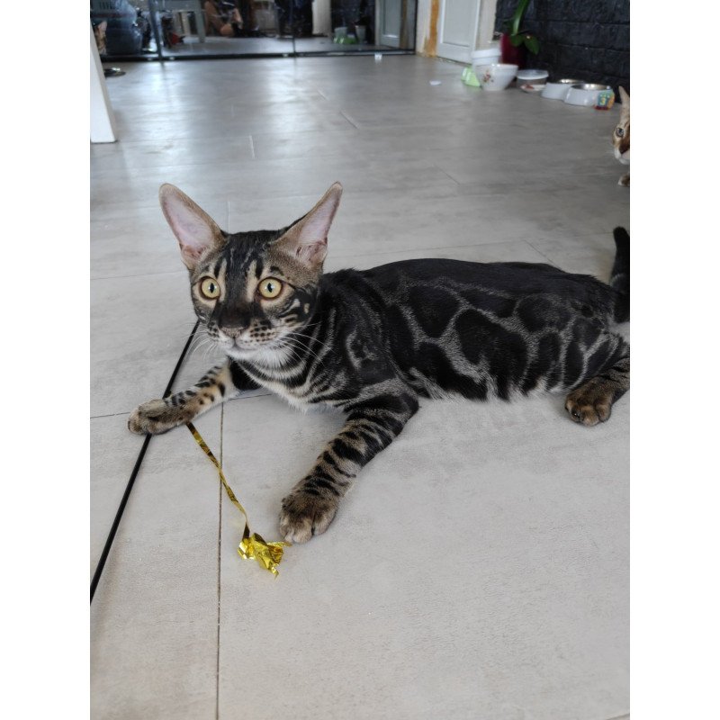 Bengal NOV Hugo