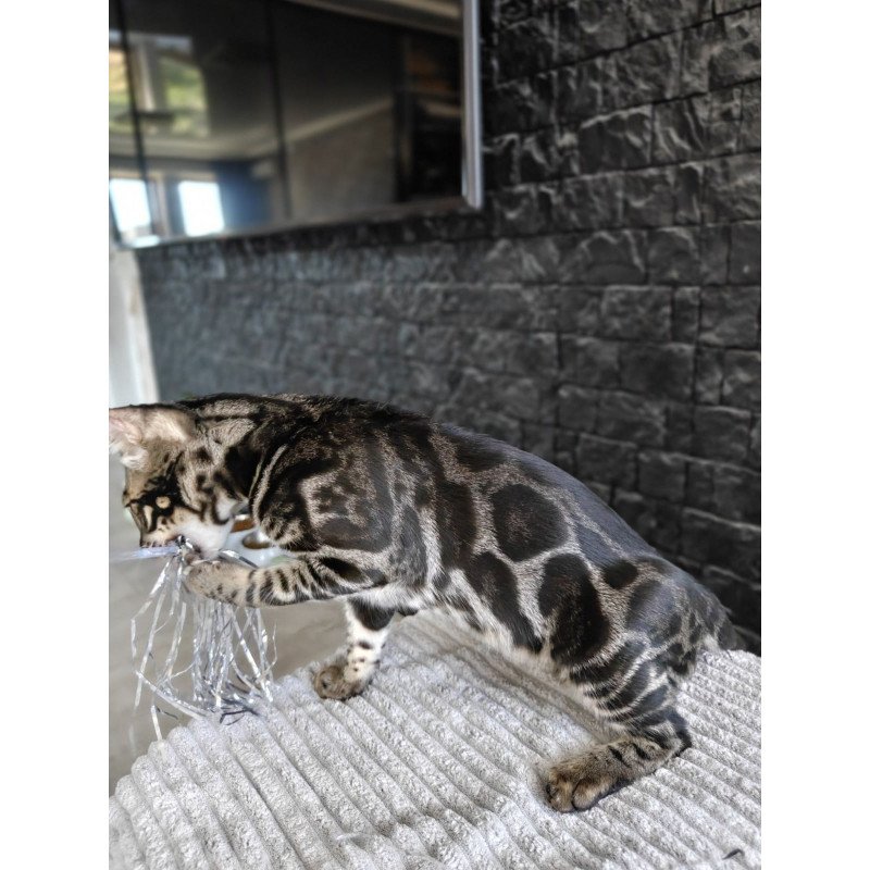 Bengal NOV Hugo