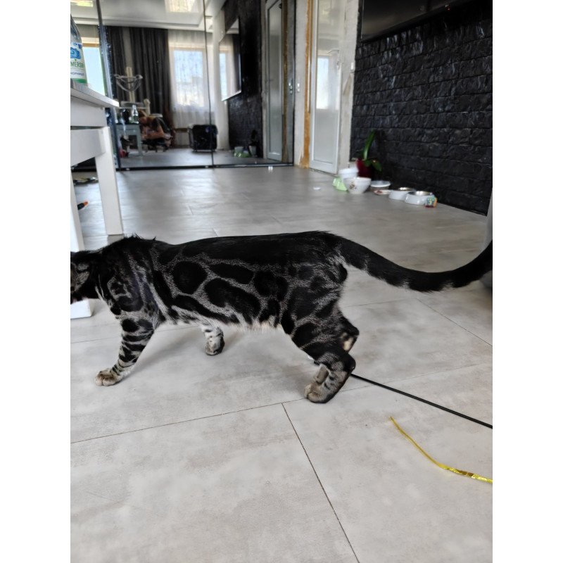 Bengal NOV Hugo