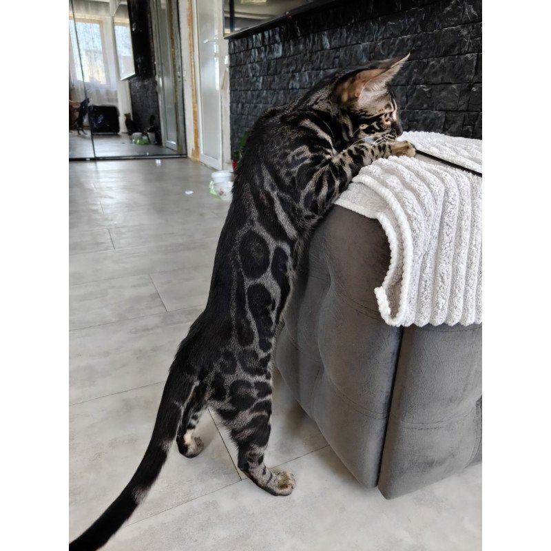 Bengal NOV Hugo