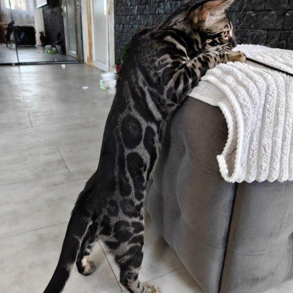 Bengal NOV Hugo
