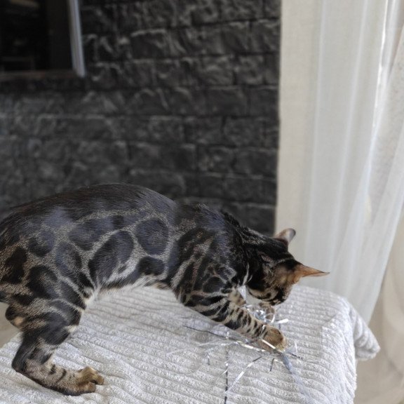 Bengal NOV Hugo