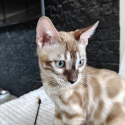 Bengal NOV Iron