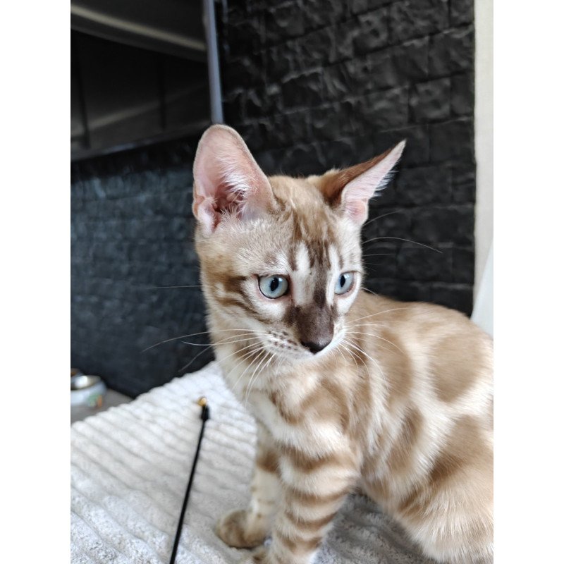 Bengal NOV Iron