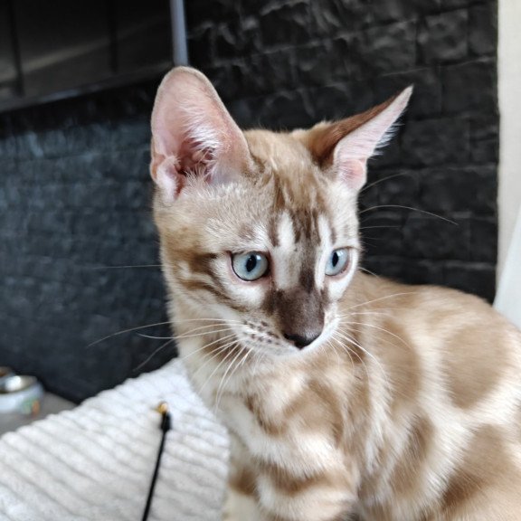 Bengal NOV Iron