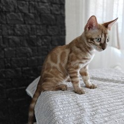 Bengal NOV Iron