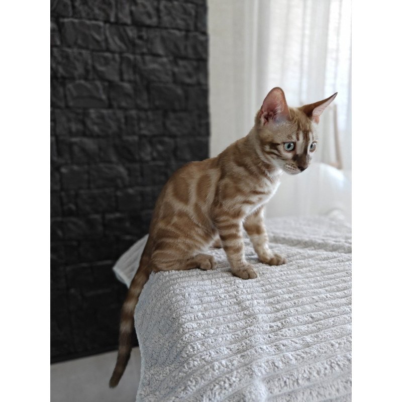 Bengal NOV Iron