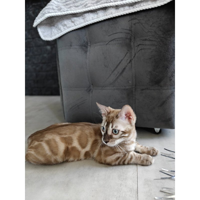 Bengal NOV Iron