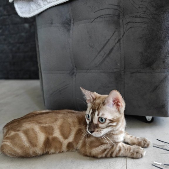 Bengal NOV Iron