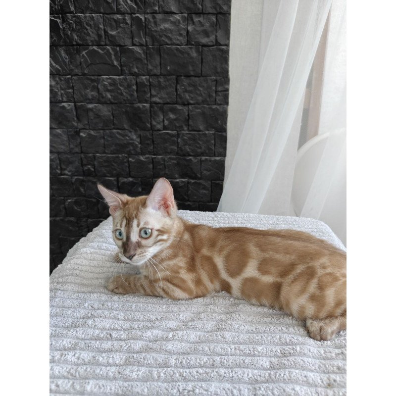 Bengal NOV Iron