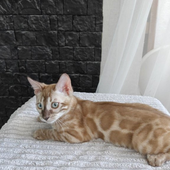 Bengal NOV Iron