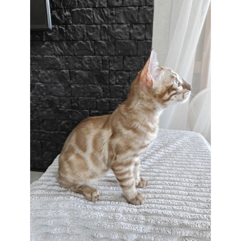Bengal NOV Iron