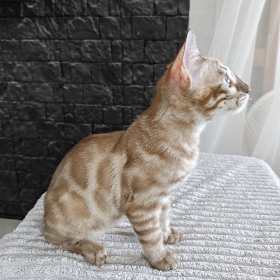 Bengal NOV Iron