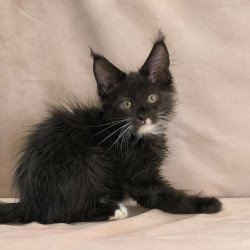 Maine Coon NOV Nandi