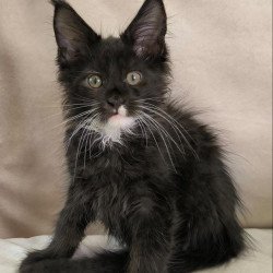 Maine Coon NOV Nandi