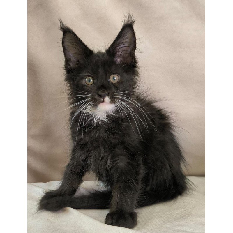 Maine Coon NOV Nandi