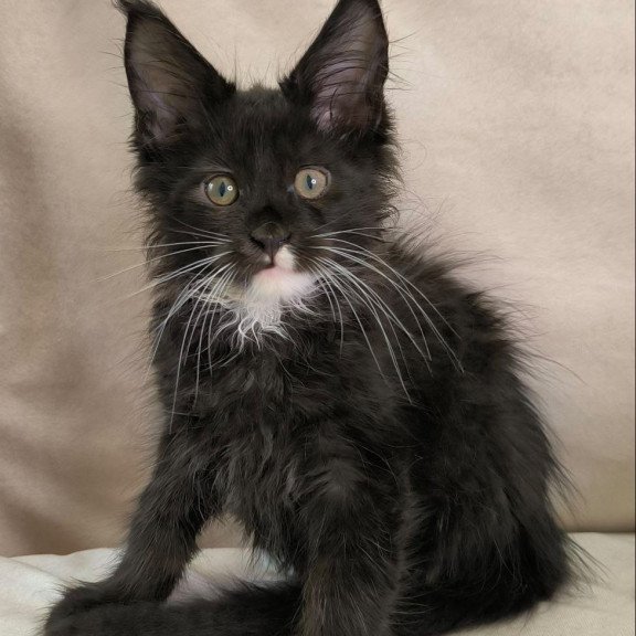 Maine Coon NOV Nandi