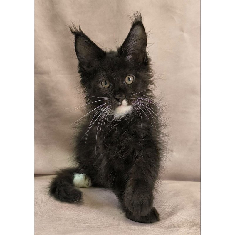 Maine Coon NOV Nandi