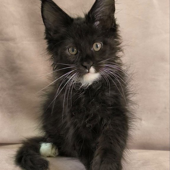 Maine Coon NOV Nandi