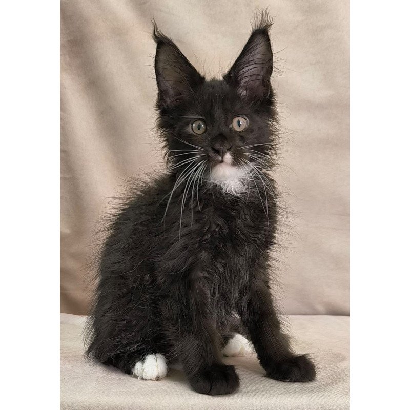 Maine Coon NOV Nandi