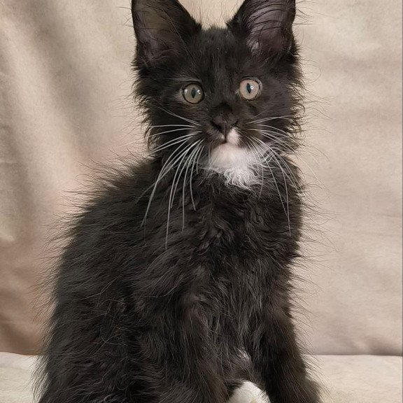 Maine Coon NOV Nandi