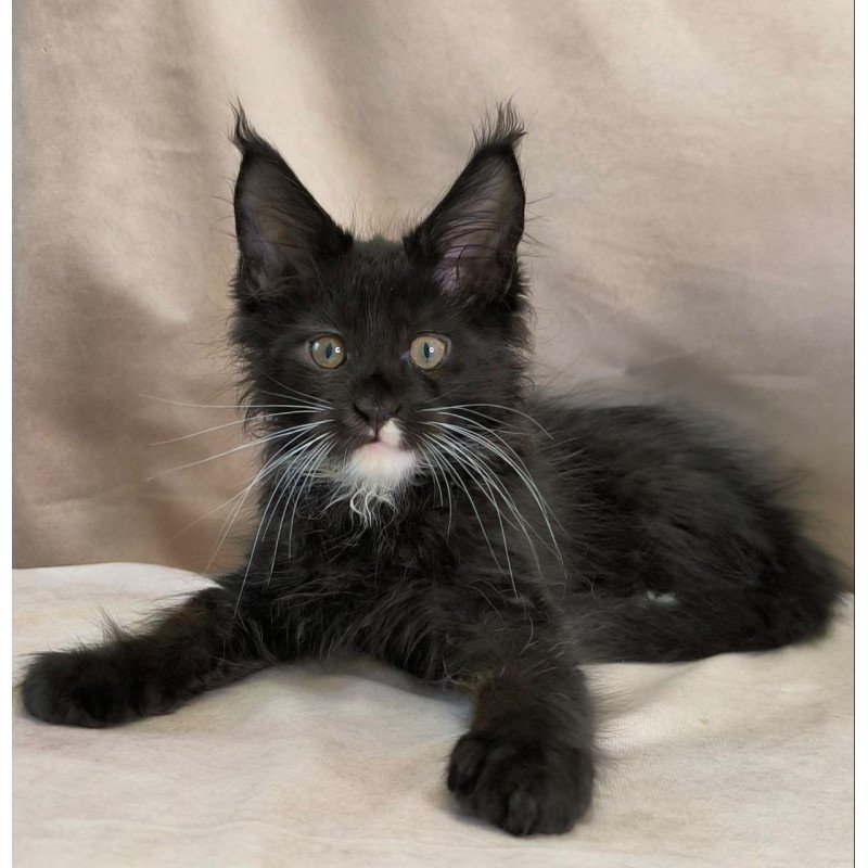 Maine Coon NOV Nandi
