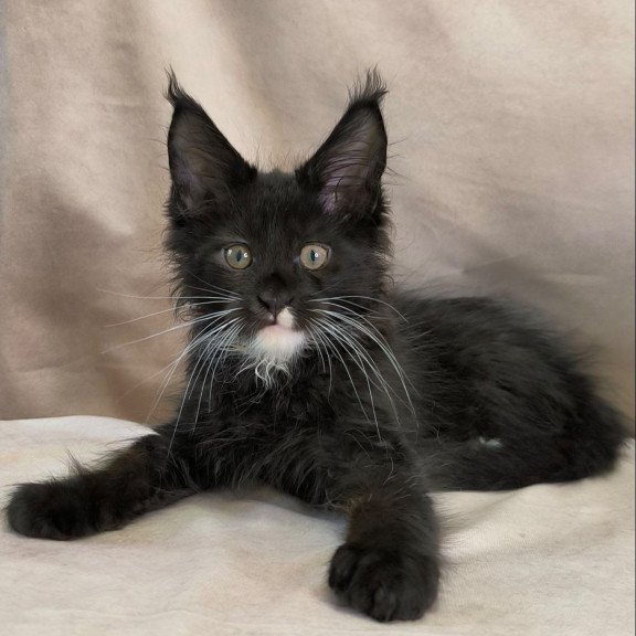 Maine Coon NOV Nandi