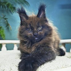 Maine Coon NOV Grindelwald
