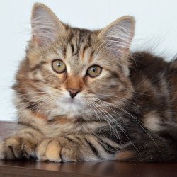 Siberian NOV Tamina