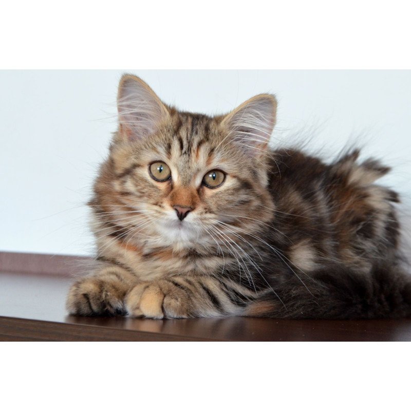 Siberian NOV Tamina