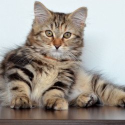 Siberian NOV Tamina