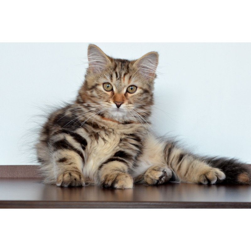 Siberian NOV Tamina