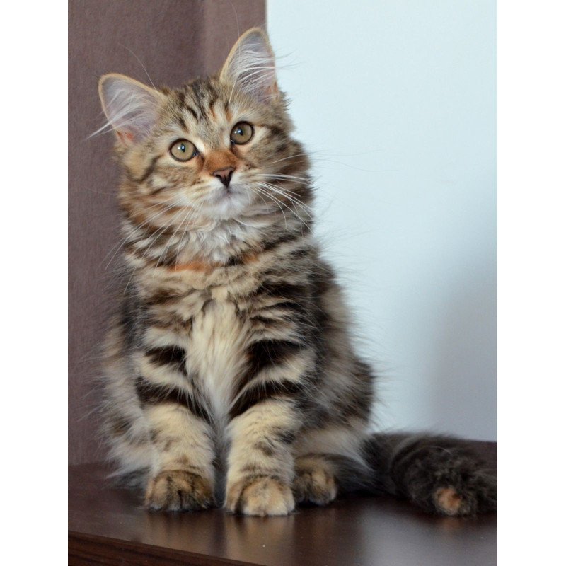 Siberian NOV Tamina