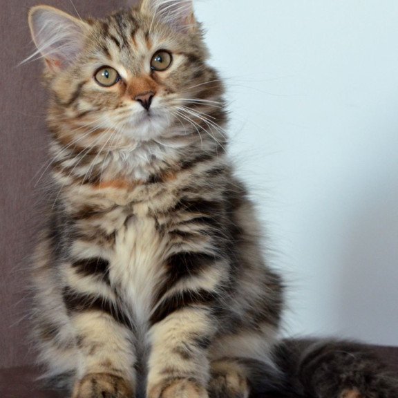 Siberian NOV Tamina