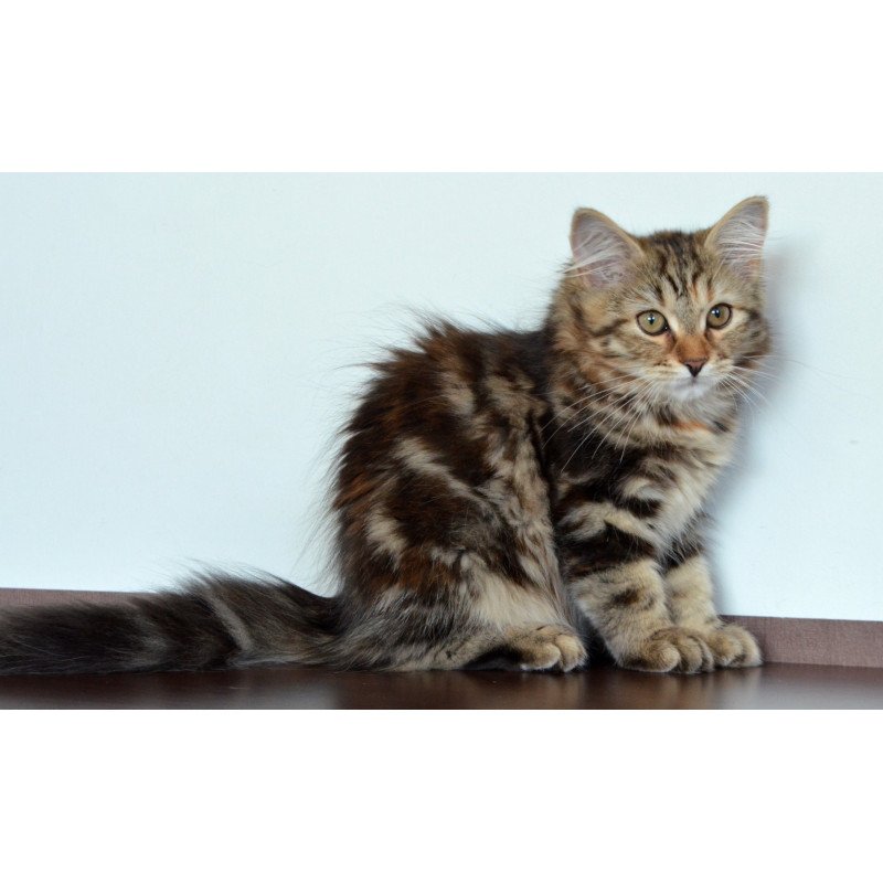 Siberian NOV Tamina