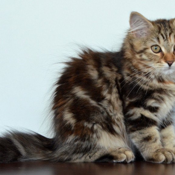 Siberian NOV Tamina