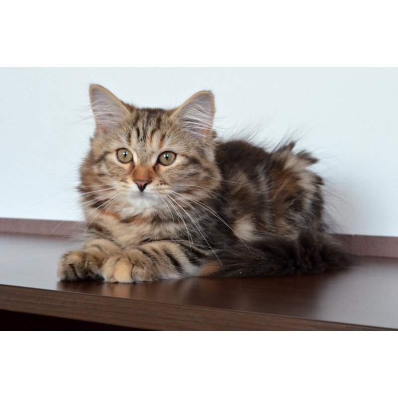 Siberian NOV Tamina