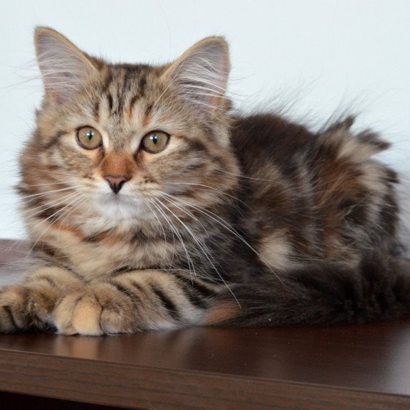 Siberian NOV Tamina