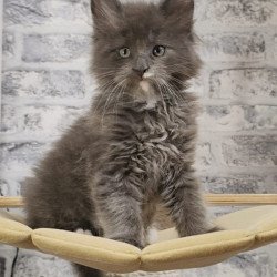 Maine Coon NOV Candy