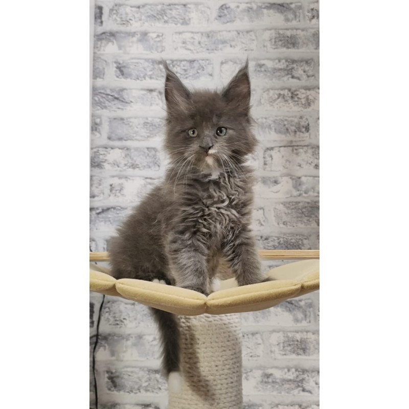 Maine Coon NOV Candy