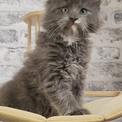 Maine Coon NOV Candy