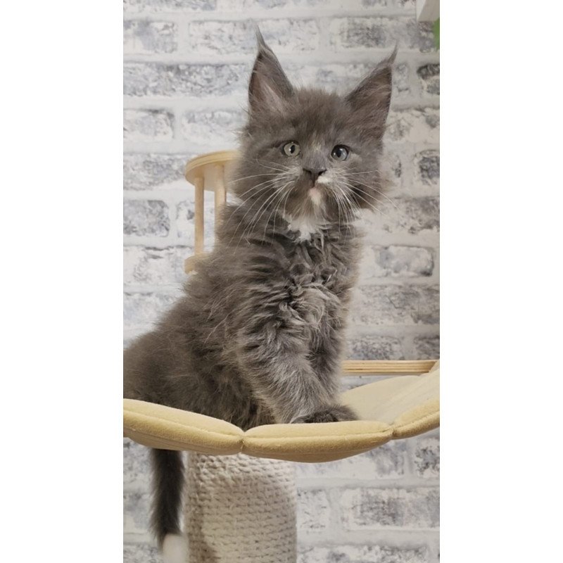 Maine Coon NOV Candy