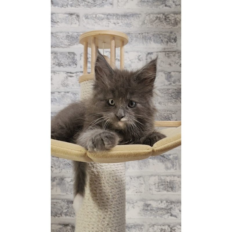 Maine Coon NOV Candy