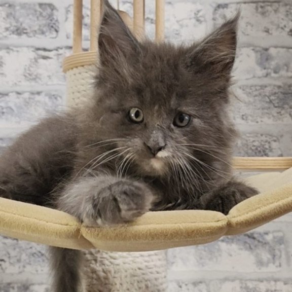 Maine Coon NOV Candy