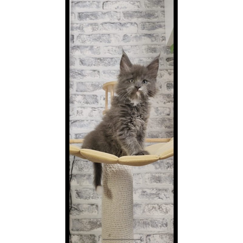 Maine Coon NOV Candy