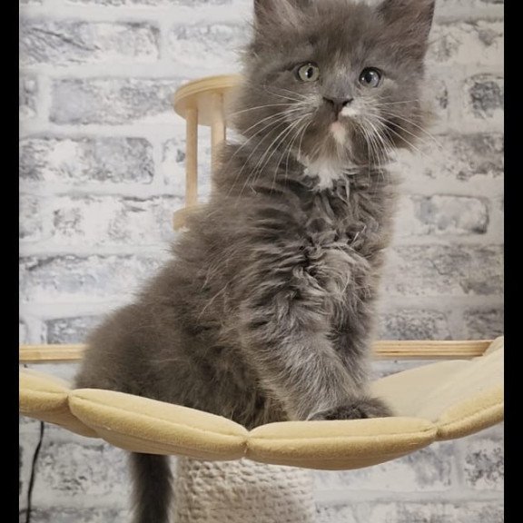Maine Coon NOV Cash