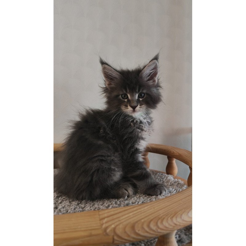 Maine Coon NOV Cocos Polydactyl