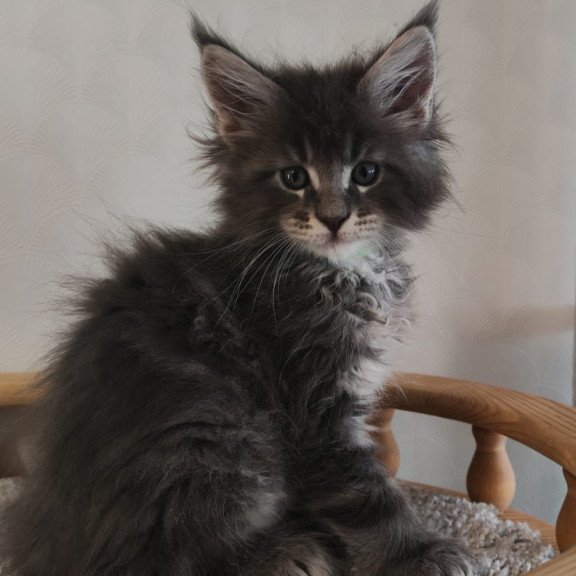 Maine Coon NOV Cocos Polydactyl